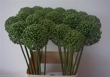 Alium zaadbollen 90cm