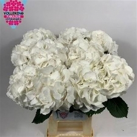 Hydrangea m schneeball 65cm