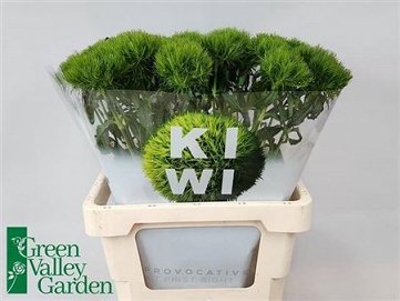 Dianthus Gozdzik barb. kiwi mellow 60cm