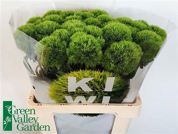 Dianthus Gozdzik barb. kiwi mellow 60cm