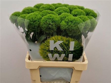 Dianthus Gozdzik barb. kiwi mellow 60cm