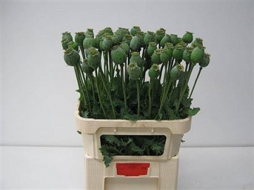Papaver som zadd 80cm