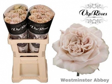 Róża wminister abbey 60/20 vip