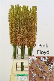 Eremurus cleopatra 100cm