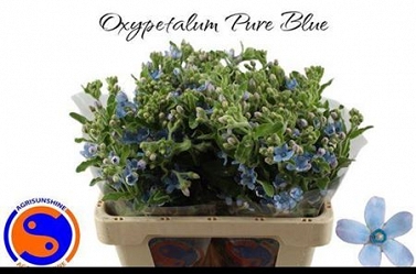 Oxypetalum tan pur blue 55cm