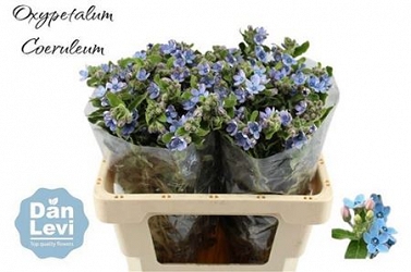 Oxypetalum tan pur blue 55cm