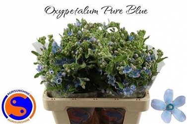 Oxypetalum tan pur blue 55cm