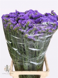 Limonium s girlie wing 70cm