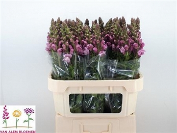 Antirhinum mary lavender 80cm