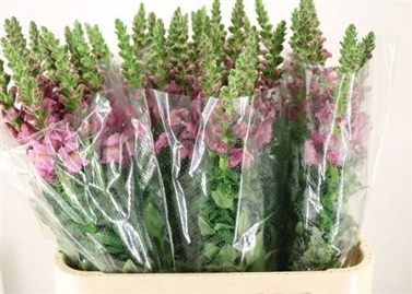Antirhinum mary lavender 80cm