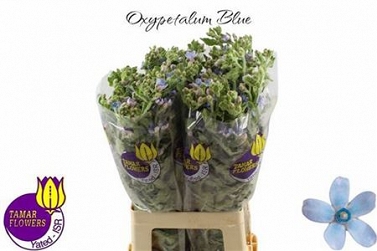 Oxypetalum tan pur blue 65cm