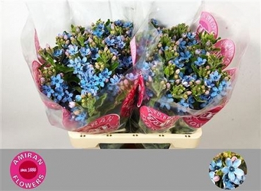Oxypetalum tan pur blue 65cm