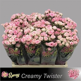 Róża tr creamy twister 60/80 