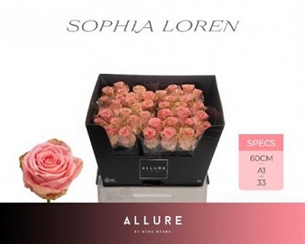 Róża sophia loren 60/40 allure
