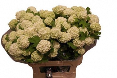 Viburnum roseum 80cm (25)