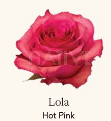 Róża eq lola 60/50