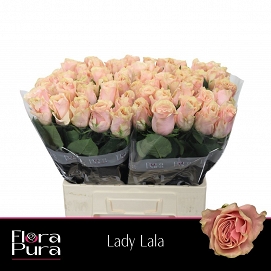 Róża lady lala 60/60 flora pura