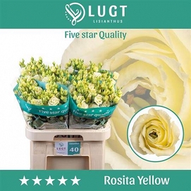 Eustoma rosita yellow lught