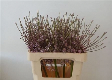 Alium schubertii 60cm