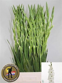 Gladiola gr sophie 100cm