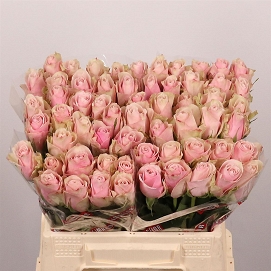 Róża athena pink 40/60 lolomarik