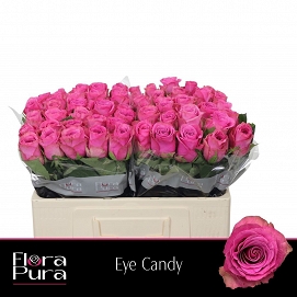 Róża eye candy 50/60 flora pura