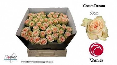 Róża cream dream 60/80 roseto