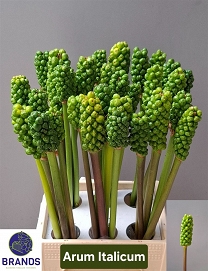 Arum italicum 55cm