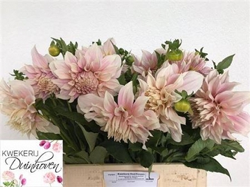 Dahlia cafe lait 65cm