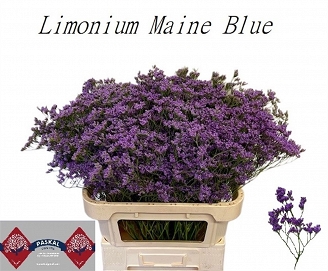 Limonium main blue 80cm