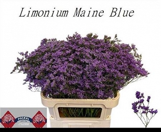 Limonium main blue 80cm