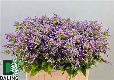 Phlox paniculata ov 60cm