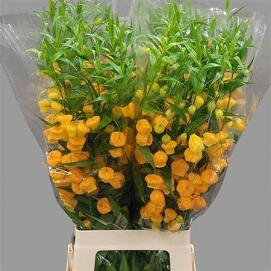 Sandersonia 80cm
