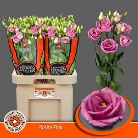 Eustoma rosita rose walzicht