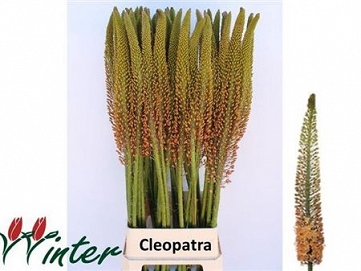 Eremurus cleopatra 120cm
