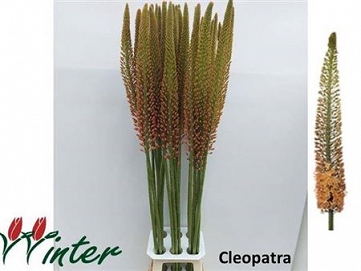 Eremurus cleopatra 120cm