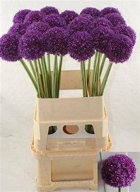 Alium ambassador 90cm