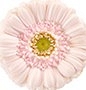 Gerbera mini lavie