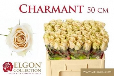 Róża charmant 50/60 elgon