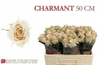 Róża charmant 50/60 elgon