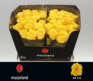 Róża palmares 60/40 marioland XL