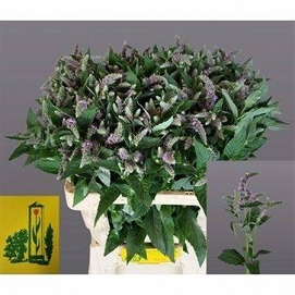 Mentha silver queen 65cm