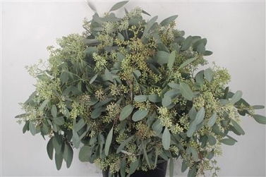 Eucalipthus populus berry abs 70cm
