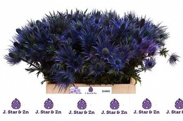 Eryng alpinium 55cm
