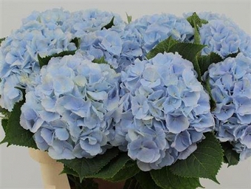 Hydrangea verna bl 80cm