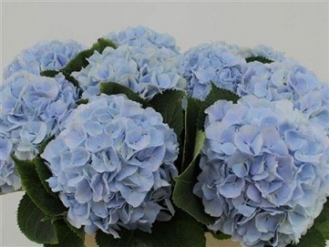 Hydrangea verna bl 80cm