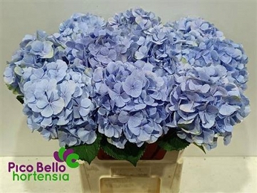 Hydrangea verna bl 80cm