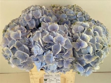 Hydrangea verna bl 80cm
