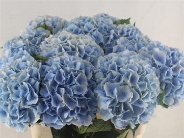 Hydrangea verna bl 80cm