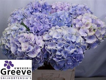 Hydrangea verna bl 80cm